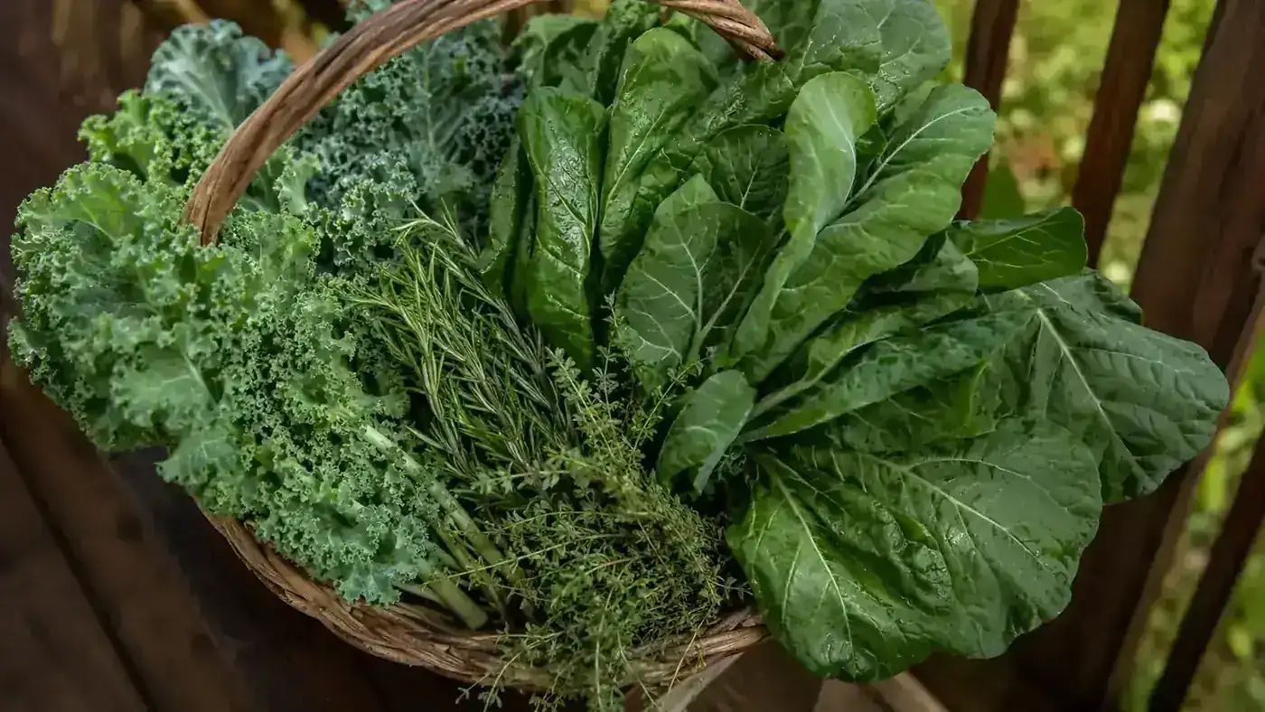 Wicker harvest basket filled with fresh kale, rosemary, thyme, and collard greens from a backyard garden